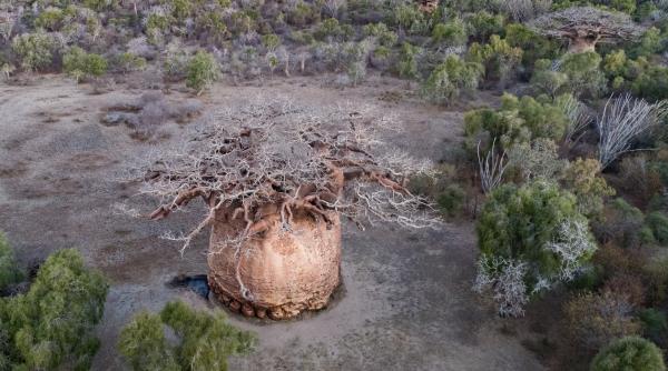 cel mai mare baobab din madagascar este pe moarte cum arata copacul sacru tsitakakantsa la varsta de 1 200 de ani