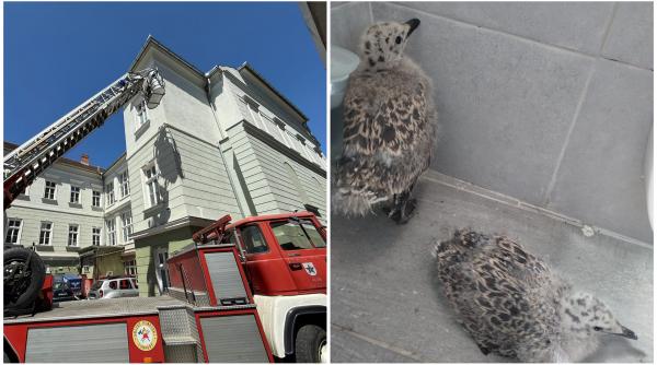 doi pui de pescarus au fost salvati in sibiu dupa ce au cazut intr un scoc al primariei in timp ce invatau sa zboare