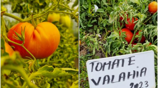 premiera in romania soiurile de rosii claudia si valahia au fost amprentate genetic la buzau ca sa se demonstreze ca sunt romanesti