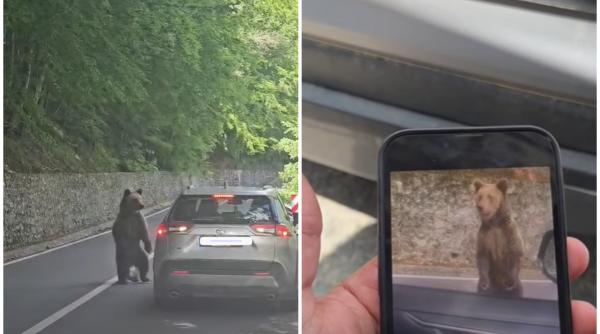 momentul in care un turist este atacat de urs pe transfagarasan il filma cand ii dadea de mancare