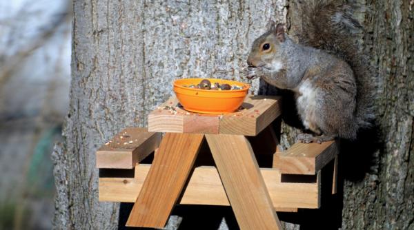 proiectul prin care regele charles vrea sa salveze veveritele rosii specie amenintata se veverita cenusie