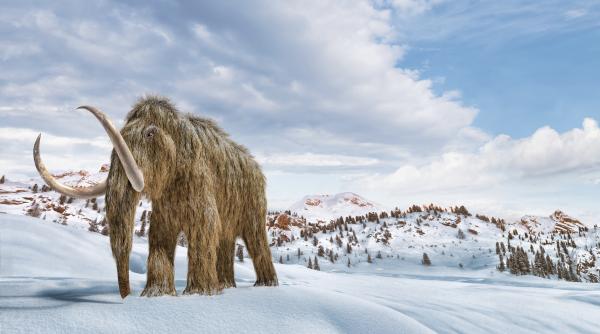 oase de mamut pastrate intr un muzeu timp de 70 de ani s au dovedit a fi de la animale complet diferite