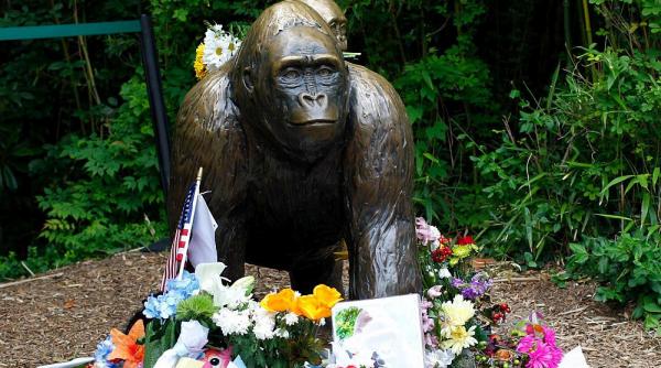 un patriot adevarat casa alba i a adus un omagiu bizar lui harambe gorila care a murit acum 10 ani intr un incident viral