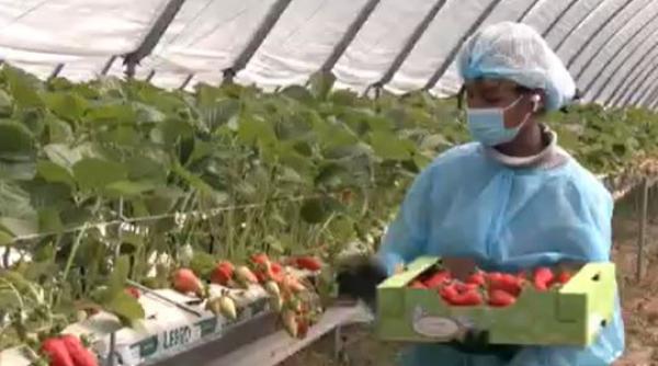 capsune gigant cresc tot timpul anului intr o ferma hi tech din bihor cum arata afacerea de 2 milioane de euro controlata de ai