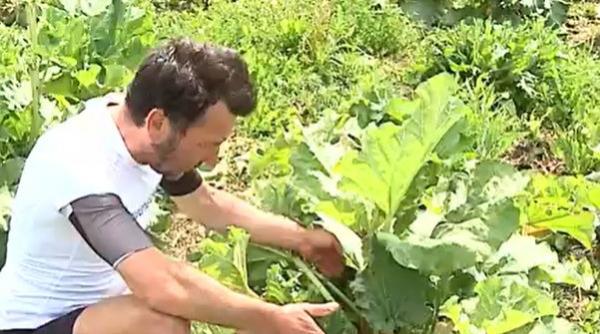 primul roman care cultiva rubarba a dat lovitura afacerea profitabila de la nades a pornit de la la 1 200 de rizomi adusi din germania