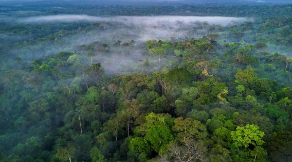 drumuri drepte piete si o tabla de sah aproape perfecta in mijlocul junglei povestea adevarata a orasului pierdut din amazon