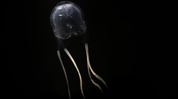 o noua meduza capabila sa ucida oameni a fost descoperita in insula mortii