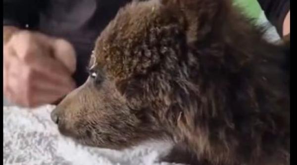 un pui de urs de doar cateva luni lupta pentru viata dupa ce a fost gasit in padure e deshidratat extrem de slabit si foarte flamand