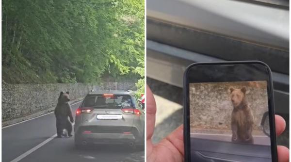 bulgarul muscat de urs pe transfagarasan da vina pe alti turisti nu e persoana care sa nu i hraneasca a fost amendat cu 20 000 lei