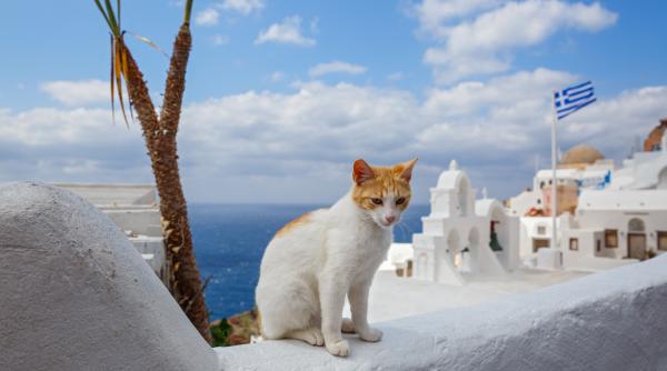 vrei sa traiesti gratuit pe o insula superba din grecia acum este posibil cu o singura conditie