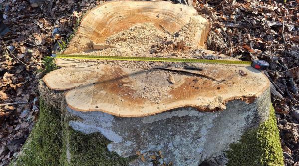buzoianu spune ca a descoperit cum se fura padurile romaniei au falsificat un ciocan de marcat si au insemnat arborii pentru taiere