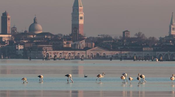 paradisul pasarilor flamingo s a mutat la venetia si va schimba turismul clasic 24 000 de pasari au fost observate in laguna