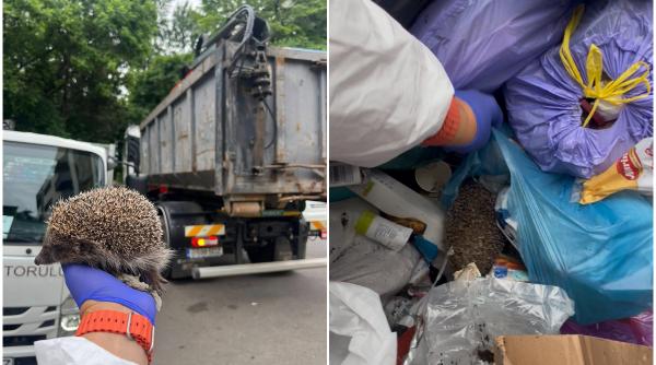 situatie revoltatoare in sectorul 3 un arici a fost gasit intr o pubela nu a intrat singur acolo animalele nu se arunca la gunoi