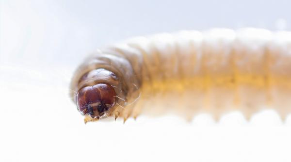 o larva periculoasa care isi devoreaza victimele din interior a reaparut in sua dupa aproape 60 de ani poate afecta si oamenii