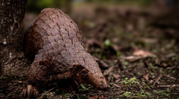 stevie un pangolin salvat din traficul ilegal s a intors in salbaticie si acum este foarte probabil tata