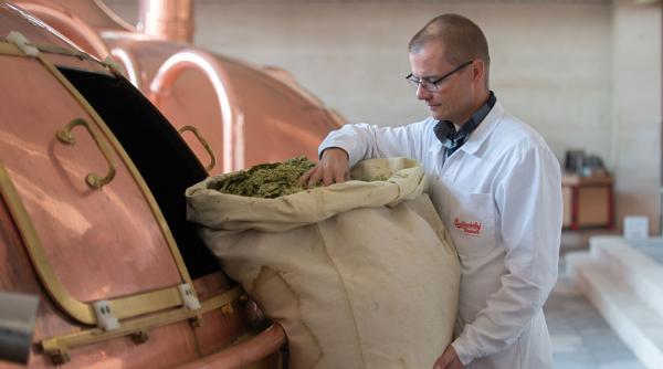 saaz ul este aurul nostru cercetatorii cehi cultiva hamei capabil sa supravietuiasca unei europe mai calde