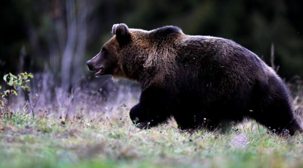 un barbat a murit dupa ce a fost atacat de un urs in judetul sibiu
