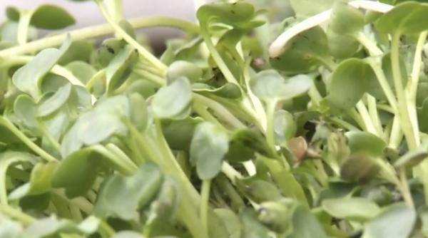 un sistem de cultivare a plantelor inspirat de nasa a fost adus la cluj napoca consuma cu pana la 98 mai putina apa