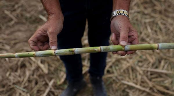 motorul de 100 de tone care functioneaza doar cu bioetanol din trestie de zahar brazilia ar putea transforma industria energetica
