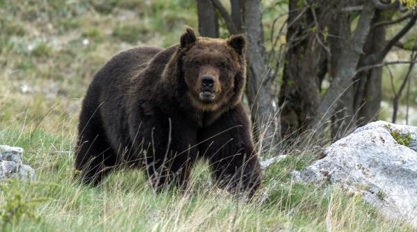 o turista din ucraina a fost dusa la spital dupa ce a fost muscata de un urs pe transfagarasan
