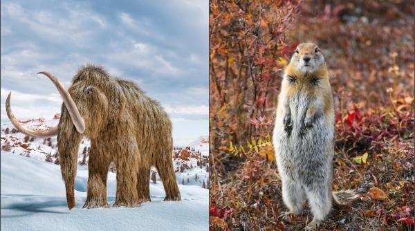 au mancat veveritele din preistorie mamuti lanosi cercetatorii au gasit adn de mamut in vizuina rozatoarelor de acum 700 000 de ani