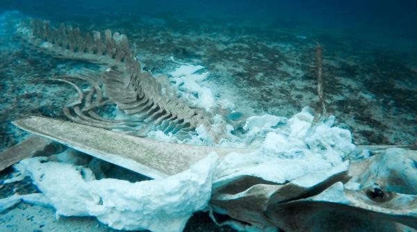 un urias cimitir de balene a fost descoperit pe fundul oceanului indian sunt 500 de schelete unele vechi de 5 milioane de ani