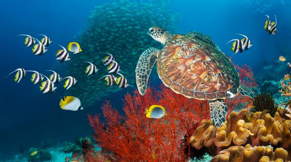 china sustine ca e spionata de testoase si pesti servicii secrete straine ar folosi animalele marine ca sa realizeze harti subacvatice