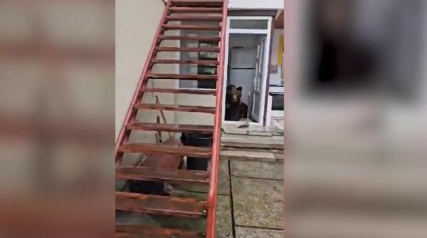 ursoaica filmata intr o casa din busteni a fost impuscata si puiul ei a fost ucis