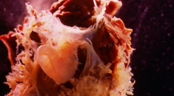 secretul formarii corpului uman a fost decodat semnalul microscopic din embrion care da startul vietii