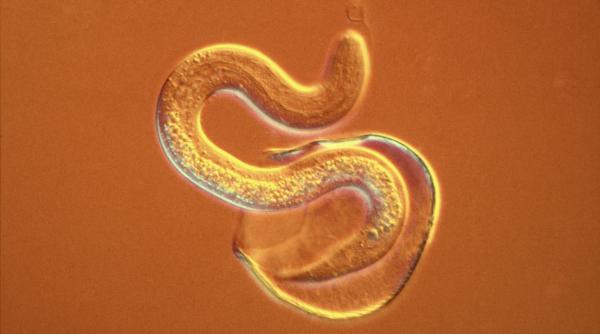 cercetatorii au creat viermii modificati genetic ce pot produce si elibera medicamente direct in organism