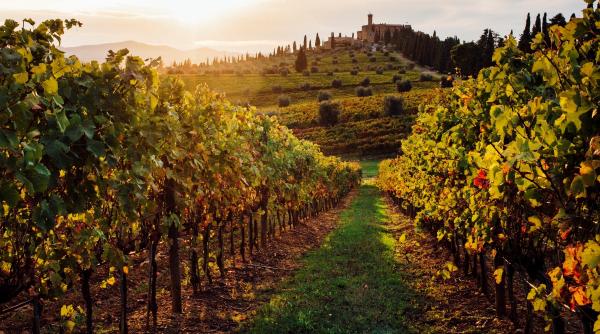 o descoperire neasteptata in toscana adn din seminte romane arata ca vita de vie din chianti producea struguri albi acum 2 000 de ani