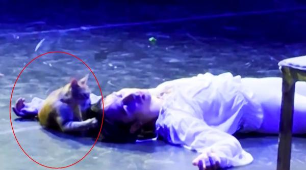 o pisica s a urcat pe scena in ultimul act din spectacolul de balet romeo si julieta ce a urmat a fost incredibil
