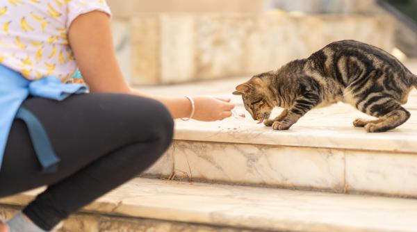 hrana de pisici contaminata cu fibre de plastic clientii sunt rugati sa nu o dea animalelor lista magazinelor unde s a vandut