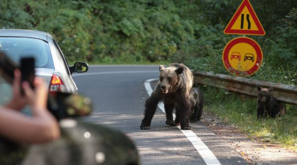 un urs a fost impuscat pe transfagarasan dupa ce a atacat un turist elvetian avertismentul romsilva