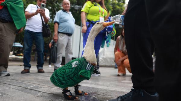 ratoiul merlin preia in secret rolul de mascota a cupei mondiale a ajuns viral dupa ce s a plimbat prin capitala cu tricoul mexicului