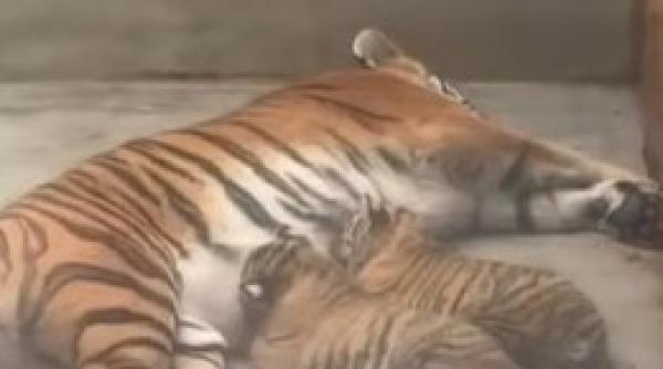 doi pui de tigru siberian s au nascut la gradina zoologica din oradea vizitatorii sunt invitati sa ii adopte simbolic