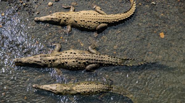 un barbat a fost arestat dupa ce e acuzat ca ar fi impins un copil in tarcul crocodililor de la o gradina zoologica din anglia