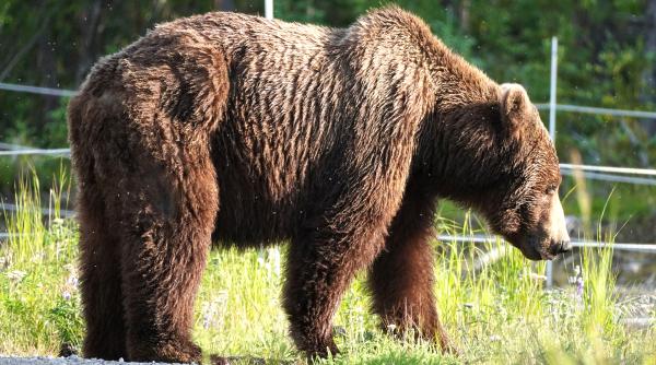 un al doilea urs a fost impuscat in mai putin de o luna in cartierul valea cetatii din brasov cum explica autoritatile extragerea