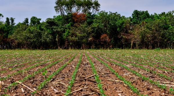 bbc totul are propria sa ordine si propriul sau scop fermele din amazon sfideaza agricultura moderna