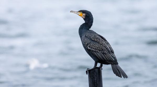dosar penal dupa ce un cormoran a fost gasit cu o coarda legata de gat in delta dunarii