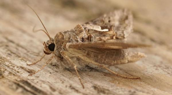 misterul fluturilor buha gamma care au invadat capitala specialist e una dintre cele mai spectaculoase migratii din lumea insectelor