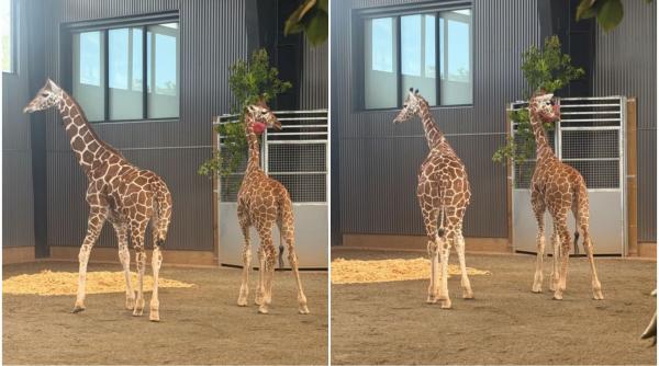 cazul ciudat al puilor de girafa inalti de 2 metri care au disparut fara urma dintr un zoo au fost gasiti dupa aproape un an