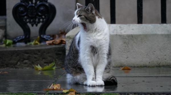 adevaratul detinator al cheilor de la downing street 10 larry a rezistat mai mult decat sase premieri il asteapta pe al saptelea