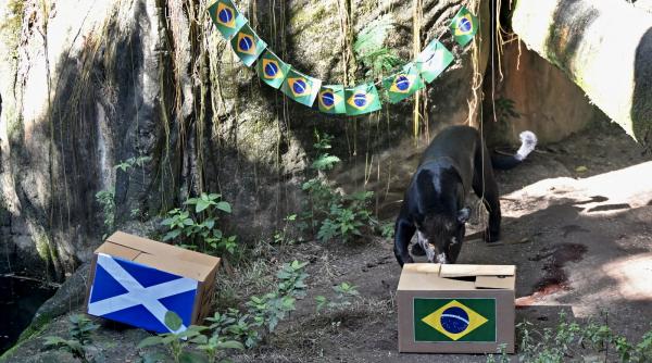 brazilia sau scotia un jaguar a ajuns noul animal oracol al cupei mondiale 2026 dupa ce a prezis cine va castiga meciul din grupa c