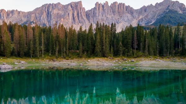 italia a plantat milioane de molizi pentru a proteja alpii dupa 90 de ani cercetatorii au descoperit ca biodiversitatea s a prabusit