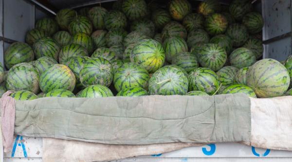 pepenii de dabuleni ajung tarziu in piete din cauza ca inca nu s au copt producator daca vindem cu 3 4 lei kg scoatem investitia