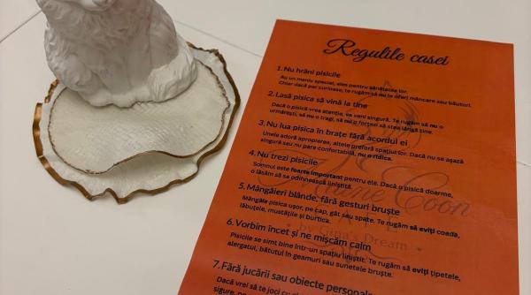 am fost la singura cafenea cu pisici maine coon din romania tocmai s a deschis in bucuresti cum ajungi reguli si preturile din meniu