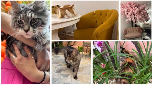 am fost la singura cafenea cu pisici maine coon din romania tocmai s a deschis in bucuresti cum ajungi reguli si preturile din meniu