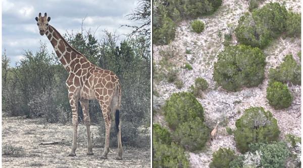 girafa gracie a hoinarit doua saptamani prin texas a fost mobilizare generala pentru gasirea ei inclusiv cu drone si elicoptere