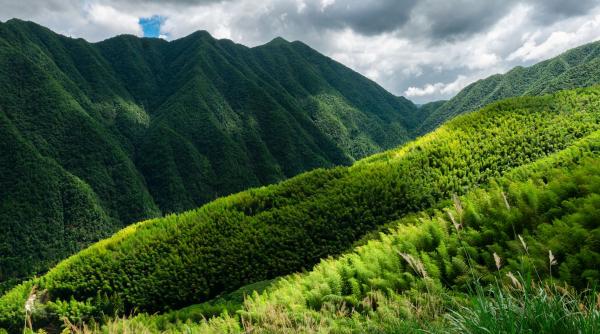 china a plantat 66 de miliarde de copaci in marele zid verde acestia par sa creasca mult mai repede decat cei din padurile naturale